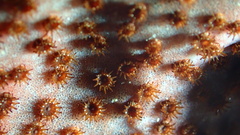 Bergia puertoricense