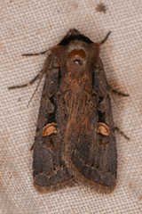 Adelphagrotis indeterminata