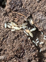 Reticulitermes flavipes