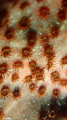 Bergia puertoricense