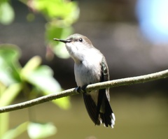 Mellisuga minima