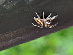 Eris militaris