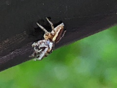 Eris militaris