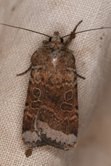 Abagrotis scopeops