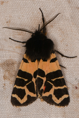 Apantesis behrii