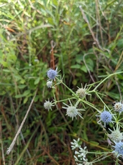 Eryngium integrifolium