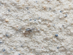 Menemerus bivittatus