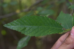Ulmus alata