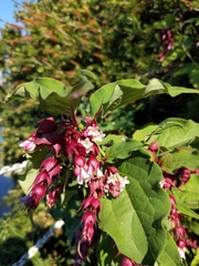 Leycesteria