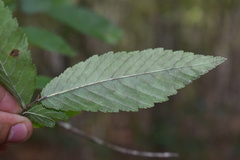 Ulmus alata