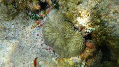 Stichodactyla helianthus