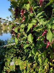 Leycesteria