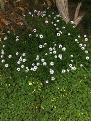 Dimorphotheca fruticosa