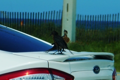 Quiscalus major westoni