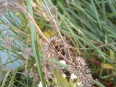 Toxomerus vertebratus