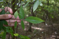 Ulmus alata