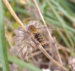 Toxomerus vertebratus
