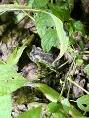 Anaxyrus fowleri