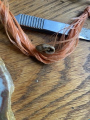 Triodopsis tridentata