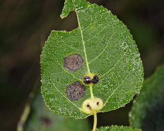 Harmandiola