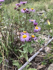 Erigeron formosissimus