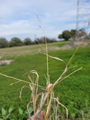Digitaria porrecta