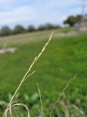 Digitaria porrecta