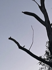Pelecaniformes