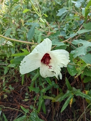 Hibiscus aculeatus