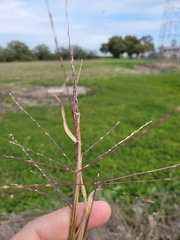 Digitaria divaricatissima
