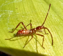 Leptoglossus occidentalis