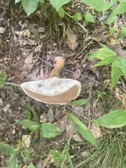 Tylopilus rubrobrunneus