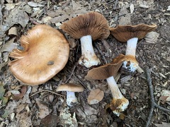 Cortinarius quercophilus