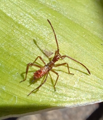 Leptoglossus occidentalis