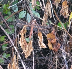 Libellula needhami