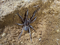 Lycosoidea