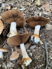 Cortinarius quercophilus