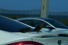 Quiscalus major westoni