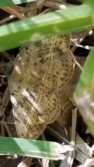 Anticarsia gemmatalis