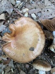 Cortinarius quercophilus