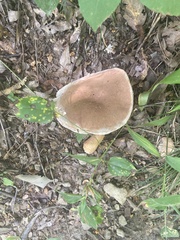 Tylopilus rubrobrunneus