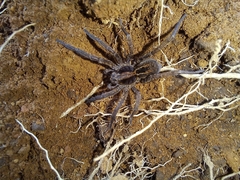 Lycosoidea