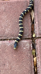 Lampropeltis californiae