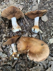 Cortinarius quercophilus