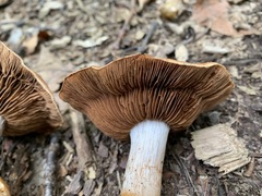 Cortinarius quercophilus