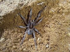 Lycosoidea