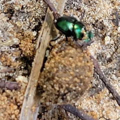 Canthon viridis