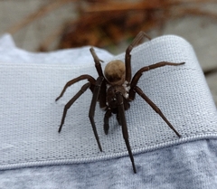Kukulcania hibernalis