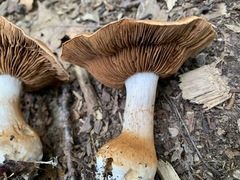 Cortinarius quercophilus