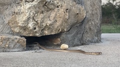 Serpentes